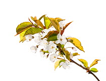 WIld cherry (Prunus avium) in flower, Scotland, UK, May.