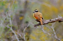 Great kiskadee (Pitangus sulphuratus) perched, Willacy County, Texas, USA. March.