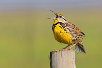 Eastern meadowlark (Sturnella magna) male singing. Anahuac National Wildlife Rescue, Texas, USA. March.