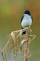 Eastern kingbird (Tyrannus tyrannus) Anahuac National Wildlife Refuge, Texas, USA. March.