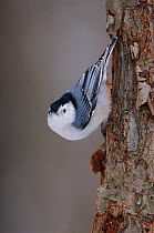 White-breasted nuthatch (Sitta carolinensis) male climbing down tree trunk, Tompkins County, New York, USA. January.