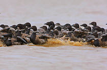 Brant geese (Branta bernicla) unable to fly during molt,  Teshekpuk Lake Special Area, Alaska. July.