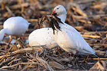 Greater snow goose (Chen caerulescens) foraging on waste grain in an agricultural field. Montezuma National Wildlife Rescue, New York, USA. March.