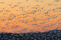 Greater snow geese (Chen caerulescens) taking flight at sunset during migration. Montezuma National Wildlife Rescue, New York, USA. March.