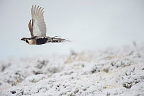 Gunnison sage-grouse (Centrocercus minimus) male in flight over snow. Gunnison County, Colorado, USA, April.