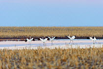 Whooping cranes (Grus americana) taking off during spring migration. Central South Dakota, USA. April.