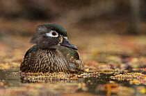 Wood Duck (Aix sponsa) female, King County, Washington, USA. March.