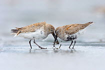 Two adult Dunlin (Calidris alpina) molting into breeding (alternate), competing for a prey item during spring migration. Gray's Harbor County, Washington, USA. April.