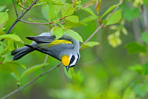 Golden-winged warbler (Vermivora chrysoptera) adult male foraging. St. Lawrence County, New York, USA. May.