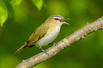 Red-eyed vireo (Vireo olivaceus) singing. Tompkins County, New York. May.