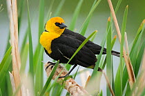 Yellow-headed blackbird (Xanthocephalus xanthocephalus) in breeding plumage. Alberta, Canada. May.
