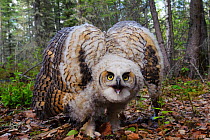 Great horned owl (Bubo virginianus) in defensive posture. Alberta, Canada. May.