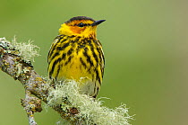 Cape may warbler (Dendroica tigrina) in breeding plumage. Alberta, Canada. June.