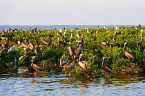 Brown pelicans (Pelecanus occidentalis) and Great egrets (Ardea alba) roosting on mangroves in a Barataria Bay nesting colony. This colony was heavily oiled by the BP Deepwater Horizon oil leak.  Plaq...