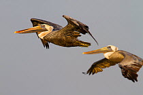 Brown pelicans (Pelecanus occidentalis) in flight. Terrebonne Parish, Louisiana, USA. October.