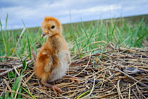 Lesser Sandhill crane (Grus canadensis canadensis) newly hatched chick, Chukotka, Russia. July.