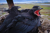 Common raven (Corvus corax) nestlings. Chukotka, Russia. July.