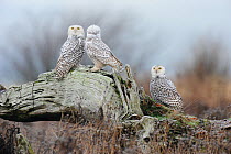 Three Snowy owls (Bubo scandiacus) perched on driftwood after a night of hunting. Vancouver, British Columbia. January.