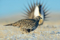 Greater sage-grouse (Centrocercus urophasianus) walking across a snow covered lek. Sublette County, Wyoming. March.