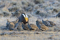 Greater sage-grouse (Centrocercus urophasianus) gathered in the center of a lek as the dominant male displays. Sublette County, Wyoming. March.
