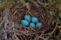 Sage thrasher (Oreoscoptes montanus) nest and eggs in a Wyoming big sagebrush (Artemisia tridentata) Sublette County, Wyoming, USA. May.