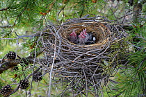 Clark's nutcracker (Nucifraga columbiana) nest with begging chicks in a Lodgepole pine. Teton County, Wyoming, USA. May.