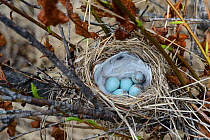 Common redpoll (Carduelis flammea) nest and eggs. Yukon Delta National Wildlife Refuge, Alaska, USA. June.
