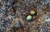 Long-tailed jaeger (Stercorarius longicaudus) nest and eggs in tundra.  Yukon Delta National Wildlife Refuge, Alaska, USA. May.