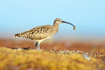 Bristle-thighed curlew (Numenius tahitiensis) on coastal tundra feeding on woolly bear caterpillar pupa. The curlew locates the cocoons by sight and shakes them until the pupa fall out.. Yukon Delta N...