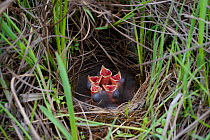 Savannah sparrow (Passerculus sandwichensis) nest and chicks. Yukon Delta National Wildlife Refuge, Alaska. June.