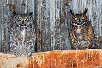 Great horned owls (Bubo virginianus) roosting in an abandoned barn. Idaho, USA. February.
