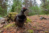 Spruce grouse (Falcipennis canadensis) male in forest, Okanogan County, Washington, USA. May.