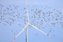 Dunlin (Calidris alpina) Kentish plover (Charadrius alexandrinus) flock flying around large wind turbine, Yellow Sea. Rudong, China. October.