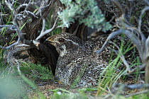 Female Greater sage-grouse (Centrocercus urophasianus) incubating nest under a sage bush canopy. Sublette County, Wyoming, USA. May.