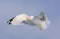 Ring-billed gull (Larus dalewarensis) in breeding plumage in flight. Ontario County, New York, USA. February.