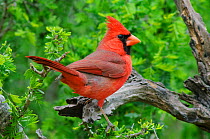 Northern cardinal (Cardinalis cardinalis magnirostris)  Starr County, Texas, USA. March.