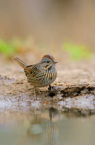 Lincoln's sparrow (Melospiza lincolnii) at desert water hole. Starr County, Texas, USA. March.
