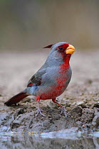 Adult male Pyrrhuloxia (Cardinalis sinuatus) at desert water hole. Starr County, Texas. March.