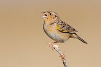 Grashopper sparrow (Ammodramus savannarum) adult male singing, Cimarron National Grassland, Kansas, USA, April.