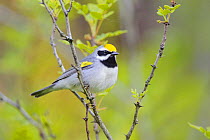 Golden-winged warbler (Vermivora chrysoptera) perched, St. Lawrence County, New York. May.
