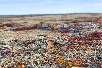 Red knot (Calidris canutus rogersi) incubating nest on a coastal gravel spit. Chukotka, Russia. June.