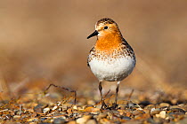 Red-necked stint (Calidris ruficollis) on its Russian breeding grounds. Chukotka, Russia. June.