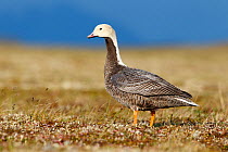 Emperor goose (Chen canagica) on the Russian breeding grounds. Chukotka, Russia. July.