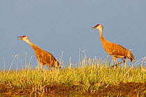 Pair of  Lesser sandhill canes (Grus canadensis canadensis) courting on the breeding grounds in Russia. Chukotka, Russia. July.