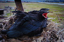 Common raven (Corvus corax) nestlings on man made tower outside village. Man made structures have increased the number of ravens, which has led to increased predation on may Arctic nesting birds, nest...