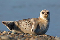 Spotted seal (Phoca largha) pup resting on a the gravel beach of the Bering Sea. Chukotka, Russia. July.