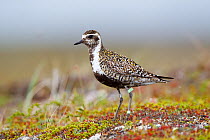Pacific golden-plover (Pluvialis fulva) female, with leg rings. Chukotka, Russia. July.