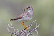 Gray-tailed tattler (Tringa brevipes) in breeding plumage giving alarm call to warn its chicks. Chukotka, Russia. July.