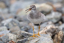 Gray-tailed tattler (Tringa brevipes) in breeding plumage giving alarm call to warn its chicks. Chukotka, Russia. July.