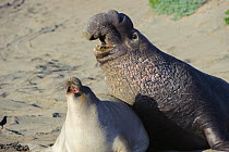 Northern elephant seal (Mirounga angustirostris) large mature male courting female.  Piedras Blancas, California, USA. December.
